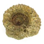 An ammonite, 32cm diameter.