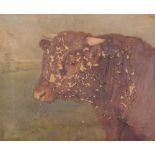 Charles E. M. Baldock (1876-1941). Study of a bull, oil on canvas, signed and dated 1903, 25.5cm x 3