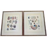 Two colour prints depicting shells, plates five and six, 41cm x 31cm.