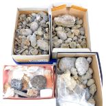 A group of ammonites, circular shells, geodes, etc. (1 tray)