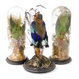 A pair of late Victorian taxidermy specimen of parakeet, amid naturalistic foliage, with slender gla