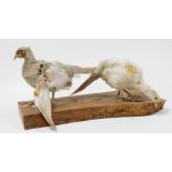 A taxidermy display of white cock and hen pheasants, on a driftwood base, the base 58cm wide.