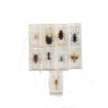 Various taxidermy insects, in Perspex cases, to include giant wasp, long horned beetle, 6cm long, et