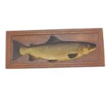 A carved and painted salmon trophy, on oak back, bearing label marked Mounted by F. C. Waters Natura