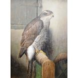 Hendrik Johannes (Henk) Slipjer (1922-2007). The Haggerd, Study Of A Goshawk, oil on panel, signed i