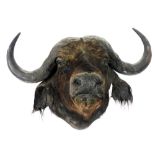 Taxidermy. A water buffalo's head, 79cm x 91cm.