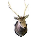 Taxidermy. A deer's head, with three pronged antlers, on an oak shield mount, bearing plaque David's