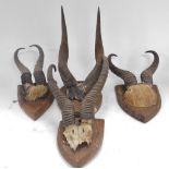 Four pairs of Springbok antelope antlers, shield mounted.