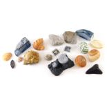 Various fossils, metamorphic rocks, shells, nacre style shell 8cm wide etc. (a quantity)