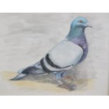 D Burton (20thC). Racing Pigeon, watercolour, signed, 23cm x 29cm.