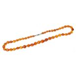 A string of compressed graduated amber beads, individually knotted, on a lobster claw clasp, 17.7g