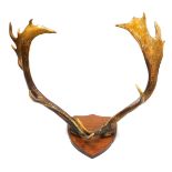 A pair of varnished deer antlers, on a wooden shield mount, 56cm high.