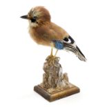 Taxidermy. A jay, modelled perched on a wooden out crop above an oak base, 27cm high.