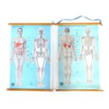 Two St Johns Ambulance medical posters, the back and front view body and skeleton, printed by Foman-