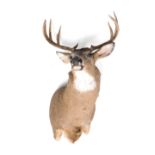 A taxidermied stag's head, with horns, 92cm high.