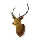 An early 20thC stags head, mounted on an oak shield shaped plaque dated 1907, approximately 120cm hi