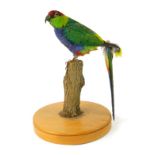A taxidermy parrot, mounted on a tree branch, on a circular oak base, 36cm high, (AF).