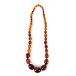 An egg yolk butterscotch amber graduated beaded necklace, the largest bead 3cm diameter, the smalles