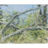 Noreen Grant (British). Tree Branches, pastel, 36cm x 45cm.