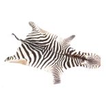 A Zebra skin, 260cm x 163cm