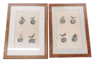 A pair of 19thC prints relating to birds, each with two printed marks, to include Bullfinch, The Wre