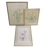 Late 19th/early 20thC School. Orchid, watercolour, signed, 49cm x 36cm, and two other floral still l