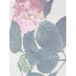 Raymond C. Booth, Hydrangea, watercolour, signed in pencil and dated 1954, 29cm x 47cm.