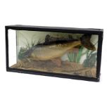 Taxidermy. Common carp, cased, with Perspex front and sides, case 80.5cm high, 61cm wide, 16cm dee