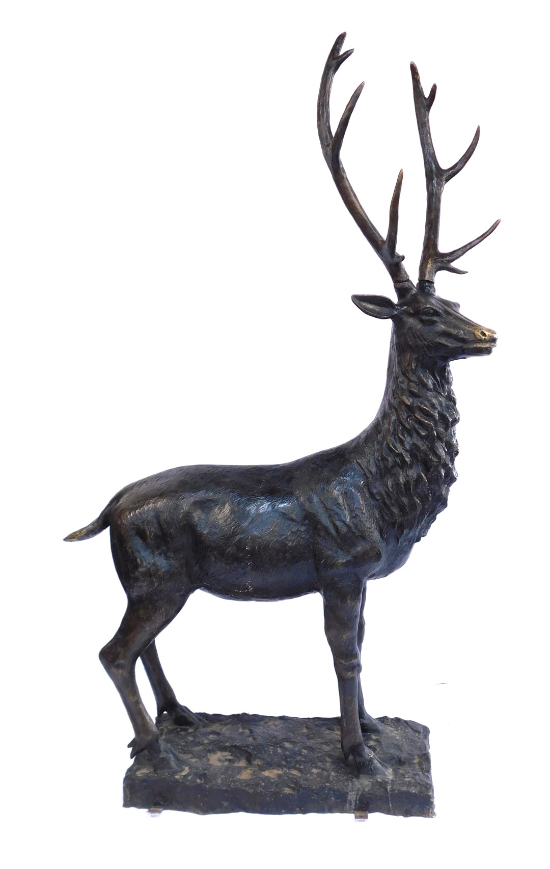 House of Douglas Collection. The Gazing Stag of The Glen, cast bronze, life size sculpture, approx 2