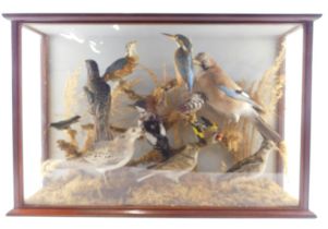 A taxidermied group of British domestic birds, to include jay, kingfisher, woodpecker, starling, pig