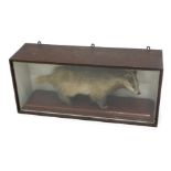 A taxidermied badger, on a figured mahogany base within a glazed case, 101cm wide.