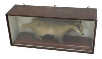 A taxidermied badger, on a figured mahogany base within a glazed case, 101cm wide.