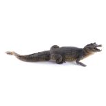 A taxidermied cayman or small crocodile, 76cm long. (AF)
