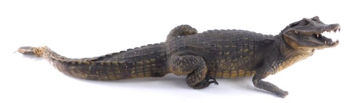 A taxidermied cayman or small crocodile, 76cm long. (AF)