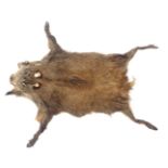 A wild boar skin rug, approx 120cm long. (AF)