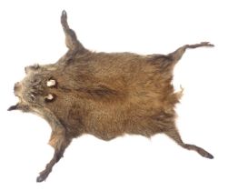 A wild boar skin rug, approx 120cm long. (AF)