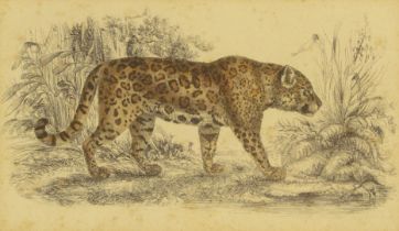 A 19thC engraving, later coloured of a leopard, unsigned, 13cm x 22cm, framed.