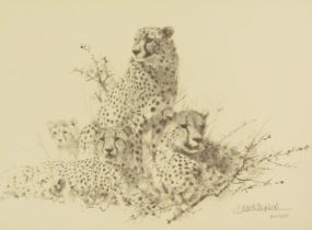 David Shepherd (1931-2017). Four cheetahs, limited edition pencil sketch number 257/495, signed, 21c