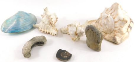 Fossils and shells, comprising conch shells, ammonites, mother of pearl shell, etc. (a quantity)