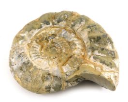 A large ammonite fossil, 27cm diameter.