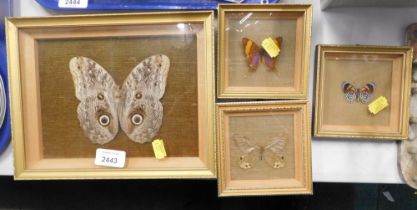 Four cased butterflies.