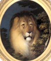 19thC School. Head and shoulder portrait of an ageing lion, oil reverse painted on glass, 31cm x 26c