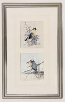 Cecil Thomas Hodgkinson (1895-1979). Birds, watercolour - pair, signed, 13cm x 11cm (2).