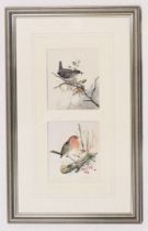 Cecil Thomas Hodgkinson (1895-1979). Birds, watercolour - pair, signed, 13cm x 11cm (2).