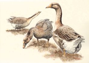 A. Kirk-Smith (20thC). Geese, watercolour, signed and dated (19)98, 45cm x 61cm.