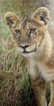 Tony Karpinski (b.1965). Wet lion cub, oil on board, signed and titled verso, 49cm x 25.5cm. Label v