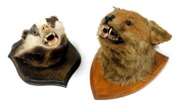 Taxidermy, a fox's head and a badger's head, both oak shield mounted. (2)
