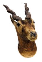 Taxidermy. A bust of an antelope, 56cm high.