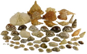 A collection of sea shells, to include conch, leopard cone shells, and Cowrie tigers, etc. (2 trays)