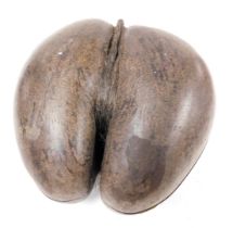 An unpolished coco de mer nut, cut in half, 27cm high.